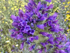 Echium tuberculatum