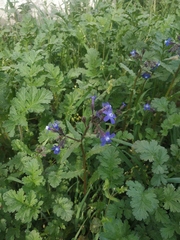 Anchusa stylosa