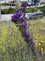 Echium tuberculatum
