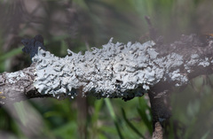 Punctelia missouriensis