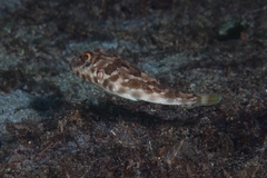 Sphoeroides marmoratus