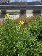 Sisymbrium orientale