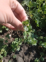 Veronica hederifolia