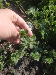 Veronica hederifolia