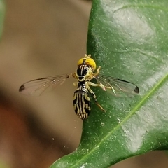 Calostigma elnora