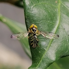 Calostigma elnora