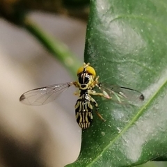 Calostigma elnora