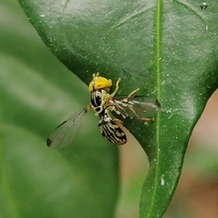 Calostigma elnora