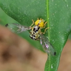 Calostigma elnora