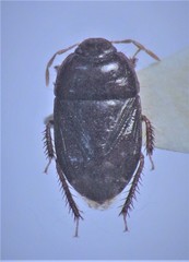 Melanaethus spinolae