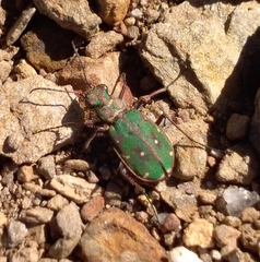 Cicindela