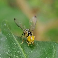 Calostigma elnora