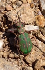 Cicindela