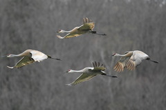 Sandhill Crane photo 5
