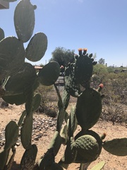 Opuntia