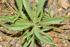 Plantago amplexicaulis