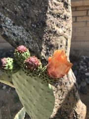 Opuntia