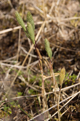 Phleum arenarium