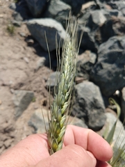Triticum aestivum