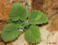 Lafuentea rotundifolia