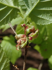 Phytoptus avellanae