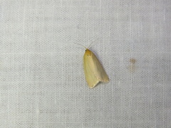 Zelotherses paleana