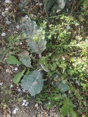 Salvia aethiopis