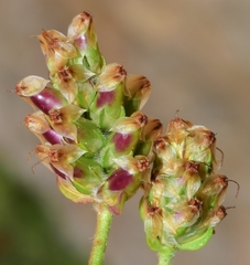 Plantago amplexicaulis