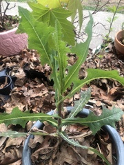 Lactuca serriola