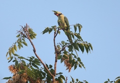 Psittacula eupatria