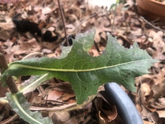 Lactuca serriola