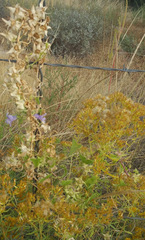 Epixiphium wislizeni