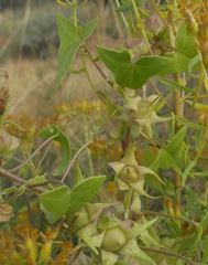 Epixiphium wislizeni