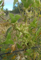 Epixiphium wislizeni
