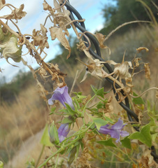 Epixiphium wislizeni