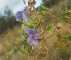 Epixiphium wislizeni