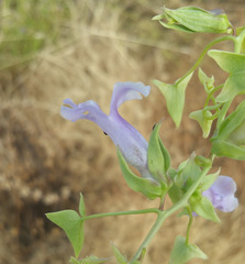 Epixiphium wislizeni
