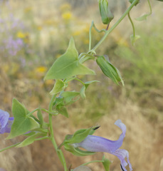 Epixiphium wislizeni