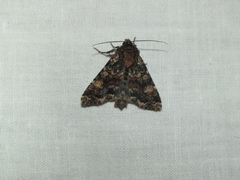Apamea rubrirena