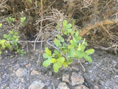 Quercus dumosa dumosa