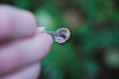 Mycena alcalina