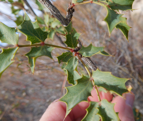 Fremont barberry
