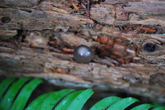 Mycena alcalina
