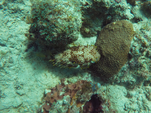 Web burrfish (Chilomycterus antillarum) — Diodontidae — 5