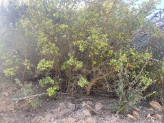 Quercus dumosa dumosa