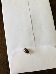 Calligrapha bidenticola