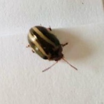 Calligrapha bidenticola
