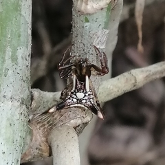 Micrathena triangularispinosa