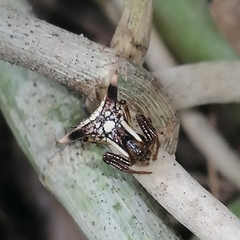 Micrathena triangularispinosa