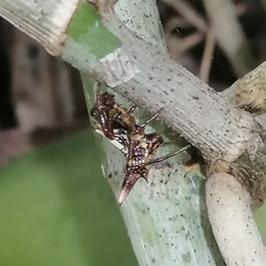 Micrathena triangularispinosa